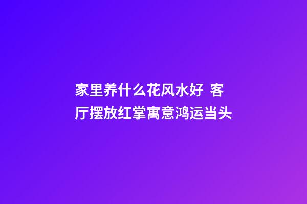 家里养什么花风水好  客厅摆放红掌寓意鸿运当头